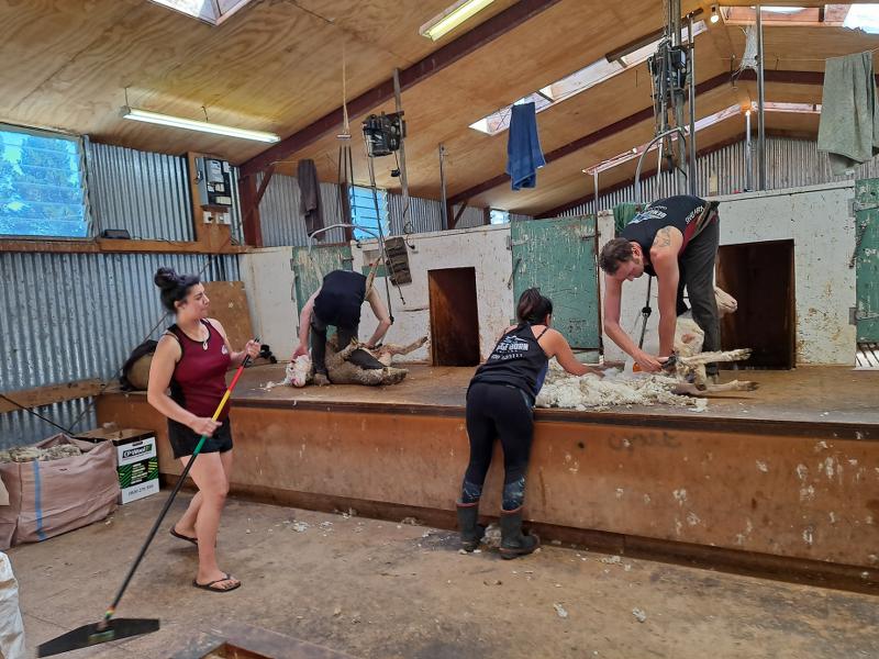 Benger-Born Shearing in Roxburgh, Central Otago (4)