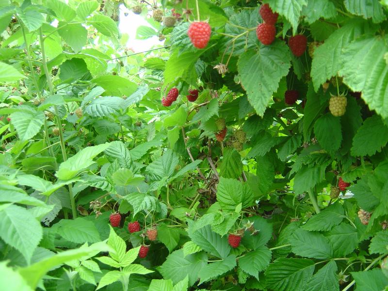 Berryland Raspberries on vine_800x600
