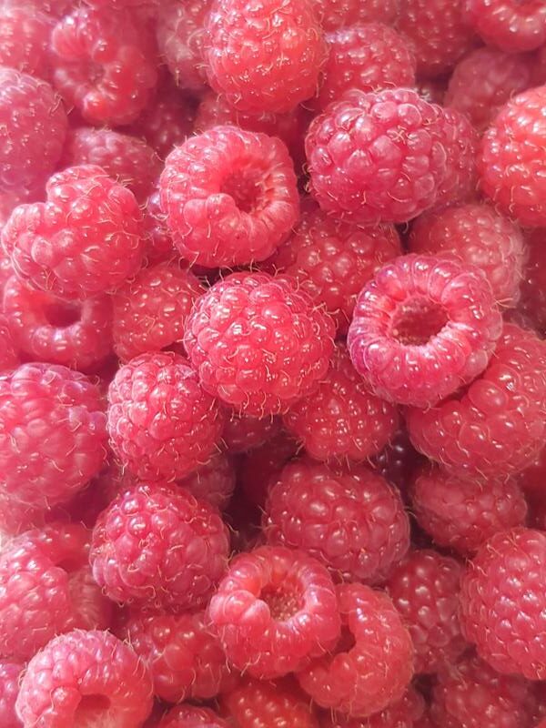 Berryland picked raspberries_800x600