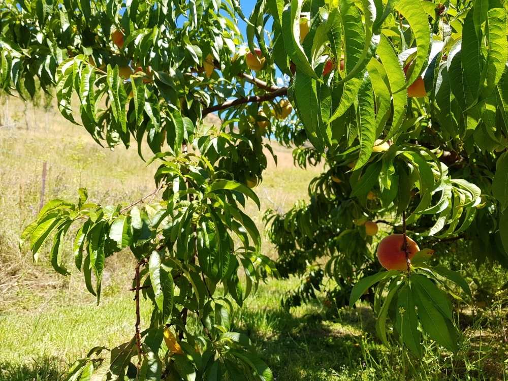 Johnson's Cottage fruit and veg orchard in Roxburgh, Central Otago (10)